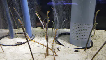 すみだ水族館に投稿された画像（2020/9/26）