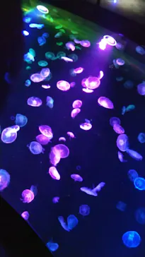 すみだ水族館に投稿された画像（2020/9/26）