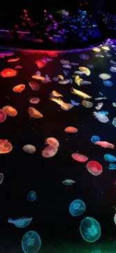 すみだ水族館に投稿された画像（2020/9/26）