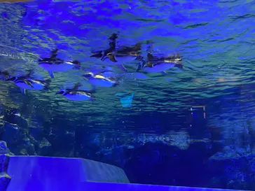 すみだ水族館に投稿された画像（2020/9/26）
