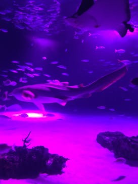 サンシャイン水族館に投稿された画像（2020/9/26）