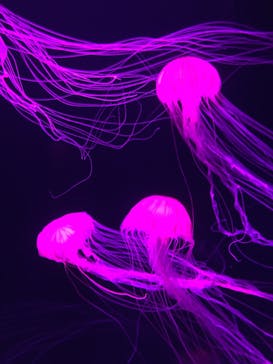 サンシャイン水族館に投稿された画像（2020/9/26）