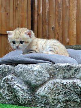 神戸どうぶつ王国に投稿された画像（2020/9/26）