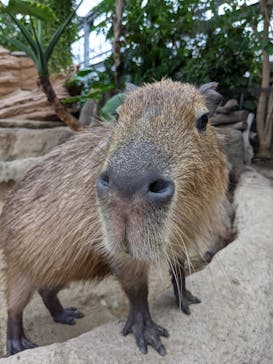 神戸どうぶつ王国に投稿された画像（2020/9/26）