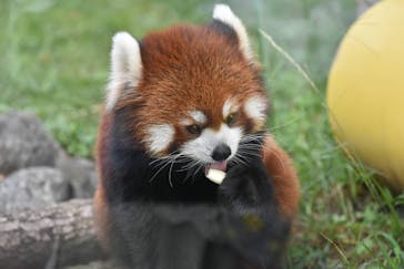 天王寺動物園に投稿された画像（2020/9/26）