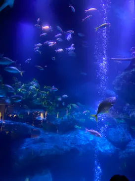 すみだ水族館に投稿された画像（2020/9/26）