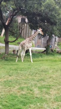 天王寺動物園に投稿された画像（2020/9/26）