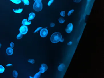 すみだ水族館に投稿された画像（2020/9/27）