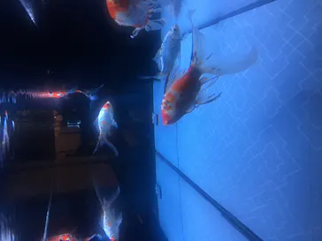 すみだ水族館に投稿された画像（2020/9/27）