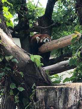 天王寺動物園に投稿された画像（2020/9/27）