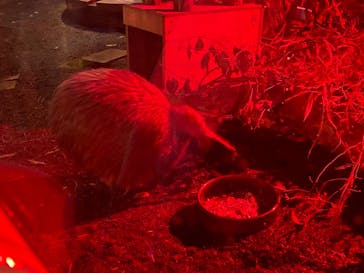 天王寺動物園に投稿された画像（2020/9/27）