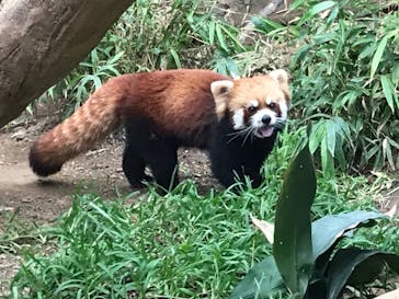 神戸どうぶつ王国に投稿された画像（2020/9/27）