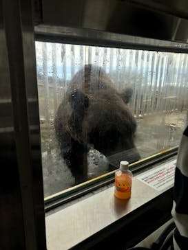 のぼりべつクマ牧場に投稿された画像（2020/9/27）