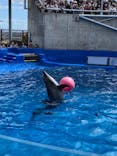 大分マリーンパレス水族館 「うみたまご」に投稿された画像（2020/9/27）