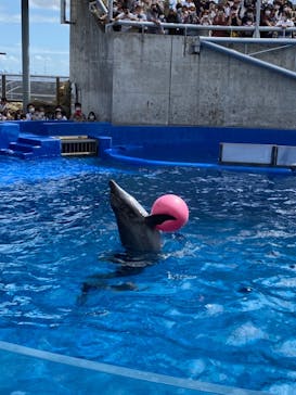 大分マリーンパレス水族館 「うみたまご」に投稿された画像（2020/9/27）