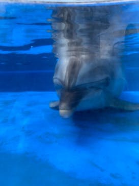 大分マリーンパレス水族館 「うみたまご」に投稿された画像（2020/9/27）