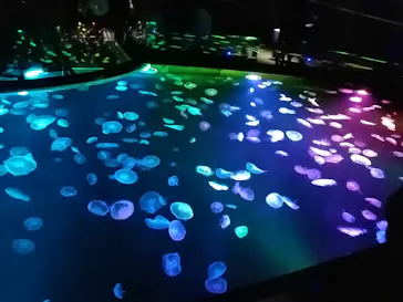 すみだ水族館に投稿された画像（2020/9/27）