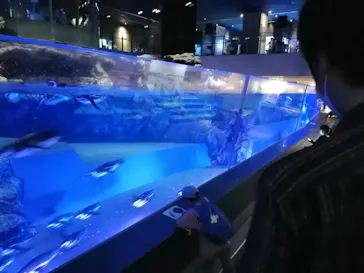 すみだ水族館に投稿された画像（2020/9/27）