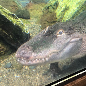 天王寺動物園に投稿された画像（2020/9/27）