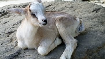 しろとり動物園に投稿された画像（2020/9/27）