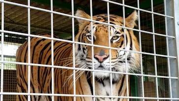 しろとり動物園に投稿された画像（2020/9/27）