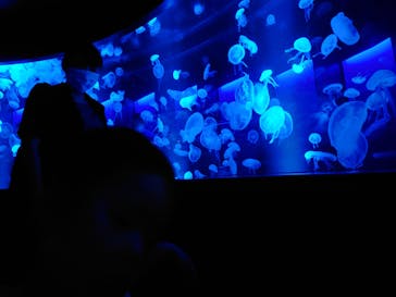 京都水族館に投稿された画像（2020/9/27）