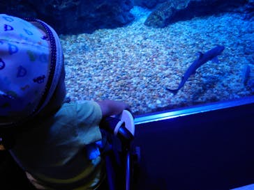 京都水族館に投稿された画像（2020/9/27）