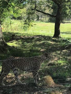 秋吉台自然動物公園 サファリランドに投稿された画像（2020/9/27）