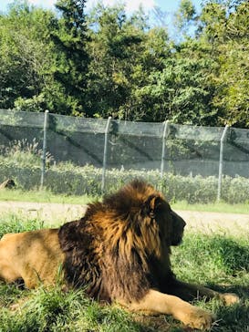 秋吉台自然動物公園 サファリランドに投稿された画像（2020/9/27）
