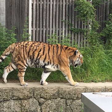 天王寺動物園に投稿された画像（2020/9/27）