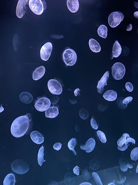 サンシャイン水族館に投稿された画像（2020/9/27）