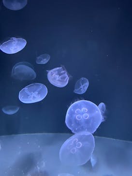 サンシャイン水族館に投稿された画像（2020/9/27）