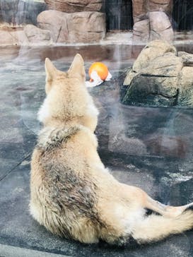 天王寺動物園に投稿された画像（2020/9/27）