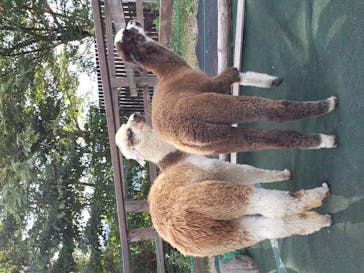 八ヶ岳アルパカ牧場に投稿された画像（2020/9/27）