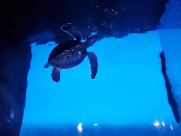 すみだ水族館に投稿された画像（2020/9/27）