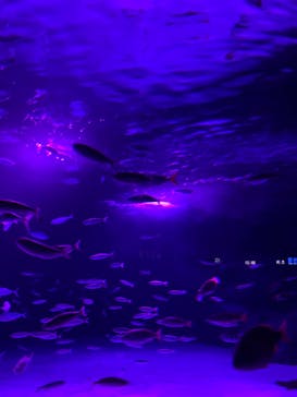 サンシャイン水族館に投稿された画像（2020/9/27）