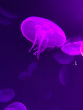 サンシャイン水族館に投稿された画像（2020/9/27）