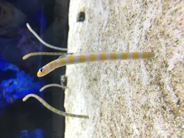 すみだ水族館に投稿された画像（2020/9/27）