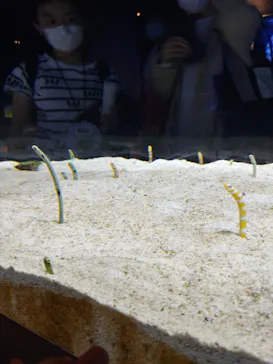 すみだ水族館に投稿された画像（2020/9/27）