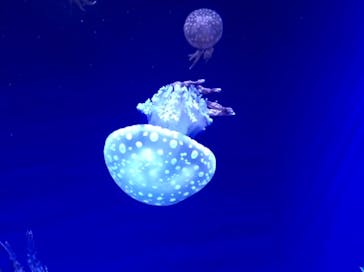 新江ノ島水族館に投稿された画像（2020/9/27）