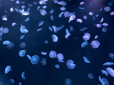 すみだ水族館に投稿された画像（2020/9/27）