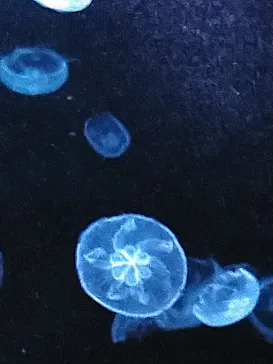 すみだ水族館に投稿された画像（2020/9/27）