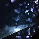 サンシャイン水族館に投稿された画像（2020/9/28）