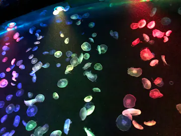 すみだ水族館に投稿された画像（2020/9/27）