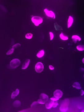 サンシャイン水族館に投稿された画像（2020/9/27）