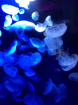 サンシャイン水族館に投稿された画像（2020/9/27）