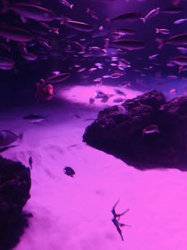 サンシャイン水族館に投稿された画像（2020/9/27）
