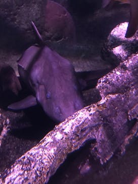 サンシャイン水族館に投稿された画像（2020/9/27）