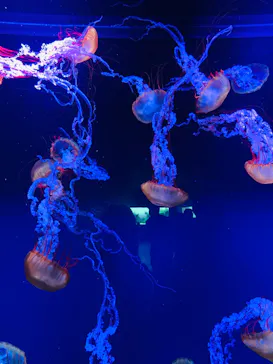 すみだ水族館に投稿された画像（2020/9/28）