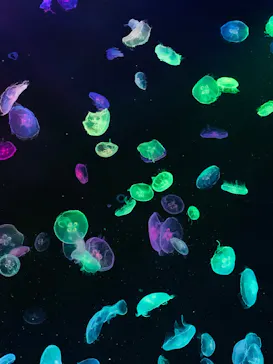 すみだ水族館に投稿された画像（2020/9/28）